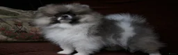 Pomeranian dogs for sale: Pom puppies with Kc reg , pedigree for sale - Advert 18