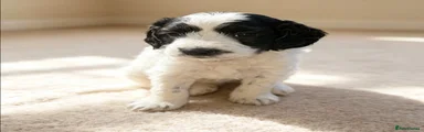 Sproodle 7