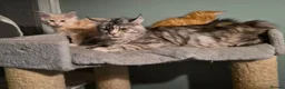Maine Coon cats for sale: Fluffy Maine Coon kittens - Advert 7