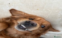 Golden Retriever dogs for stud: Stunning dark red golden retriever  - Image 9
