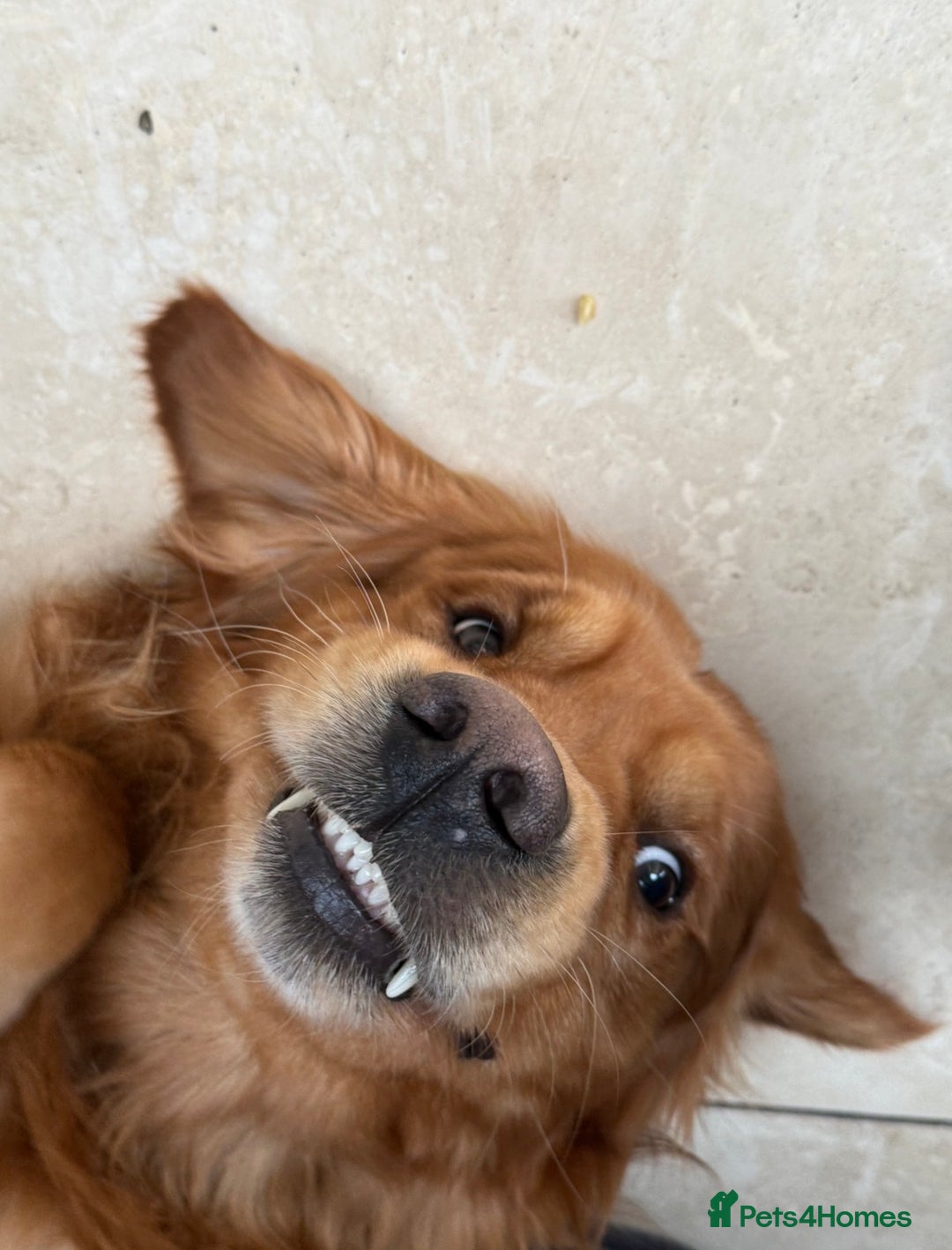 Golden Retriever dogs for stud: Stunning dark red golden retriever  - Image 9