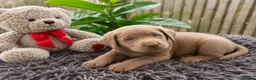 Labrador Retriever dogs for sale: Stunning “Show Type” Labrador pups  - Advert 1