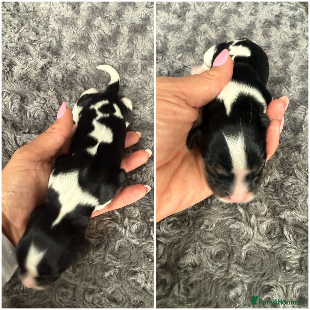Cavalier King Charles Spaniel dogs for sale: Cavalier King Childs Sapaniel - Image 6