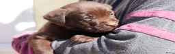 Labrador Retriever dogs for sale: Chocolate Labrador puppies Kc reg health tested - Advert 12