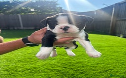Boston Terrier dogs for sale: One stunning girl left !!! Ready to leave now !  - Image 15