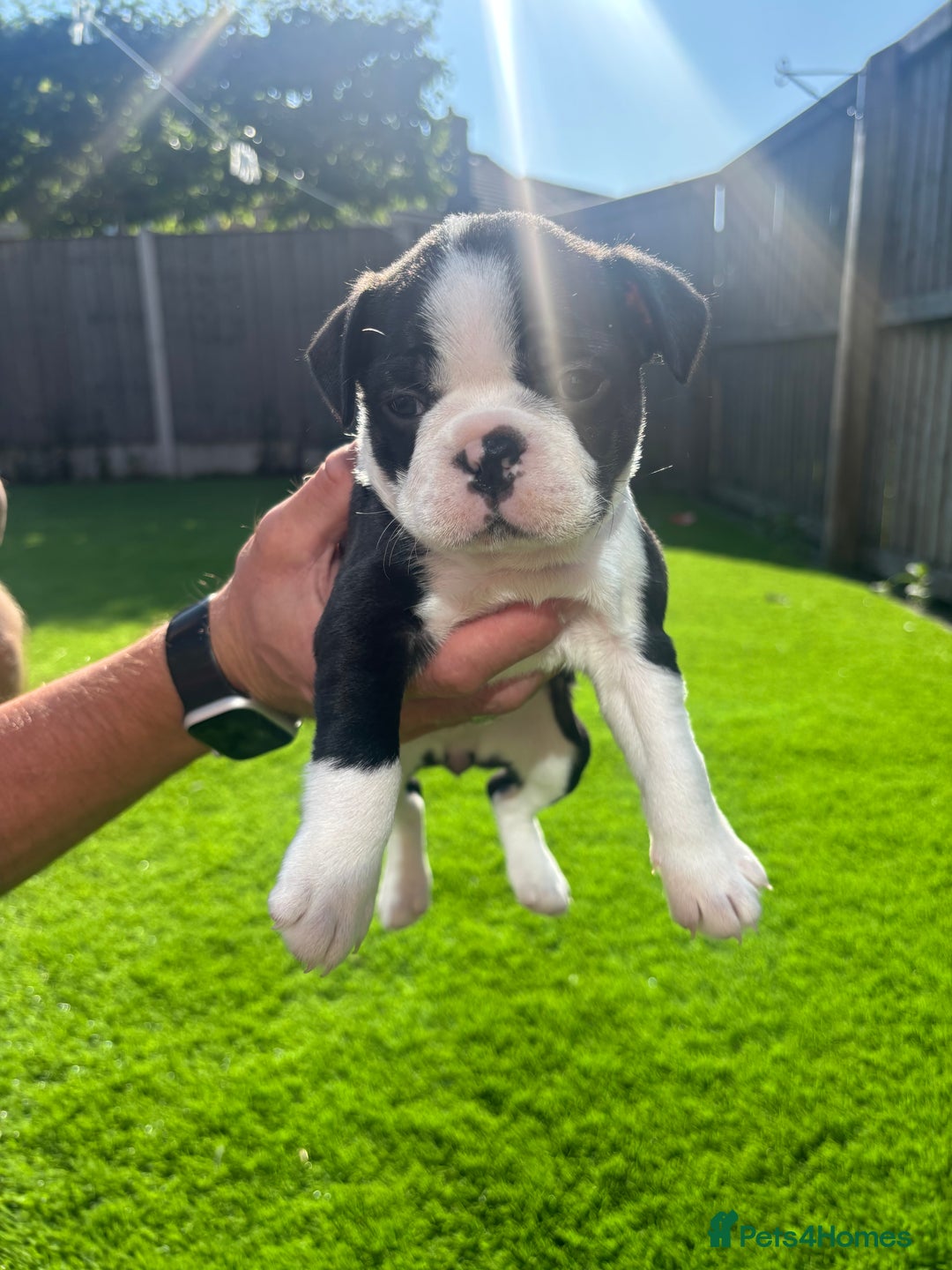 Boston Terrier dogs for sale: One stunning girl left !!! Ready to leave now !  - Image 15