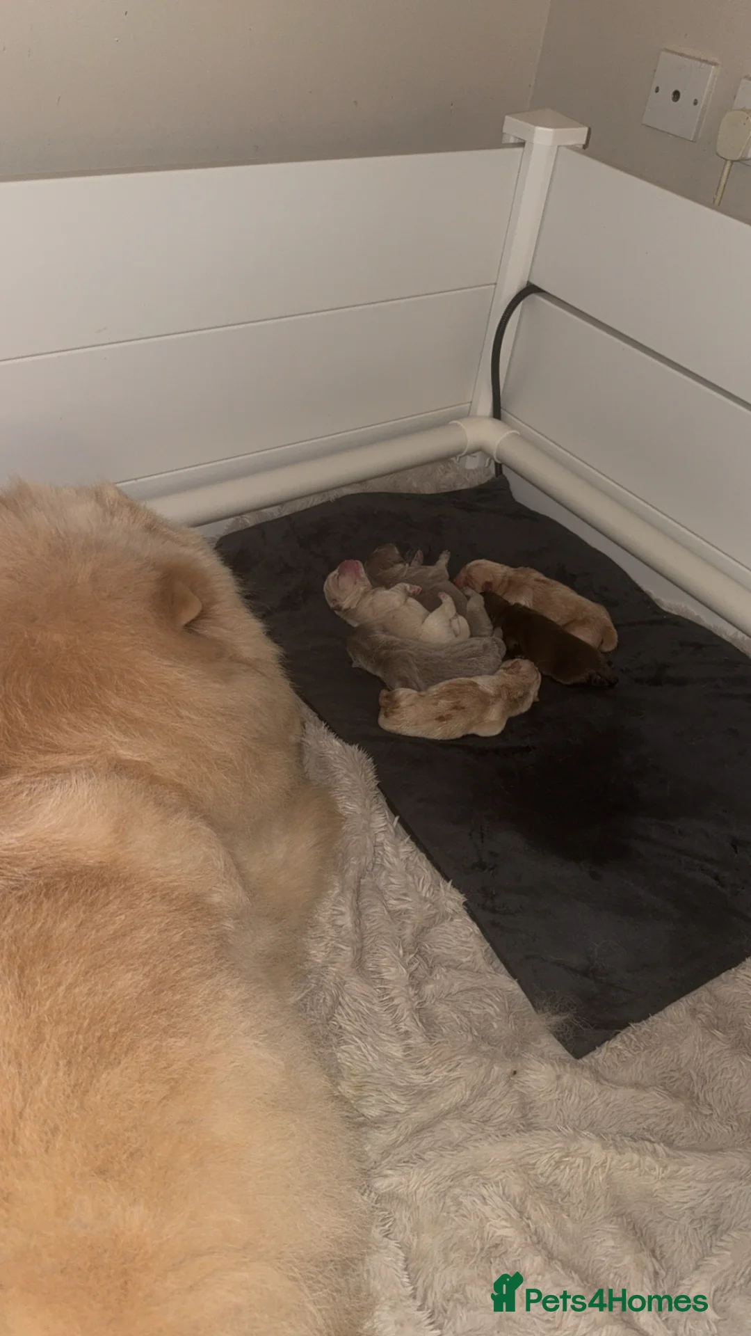 Chow Chow dogs for sale: Ready to leave solid lilac 🧸🔥 - Advert 5