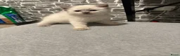 Ragdoll cats for sale: Beautiful ragdoll kittens - Advert 11