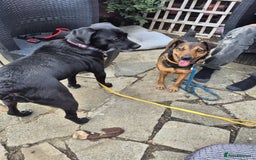 Mixed Breed dogs for adoption: 💙🐶 STAS 🐶💙 - Image 27
