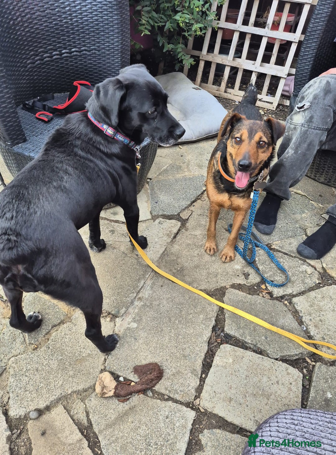 Mixed Breed dogs for adoption: 💙🐶 STAS 🐶💙 - Image 27