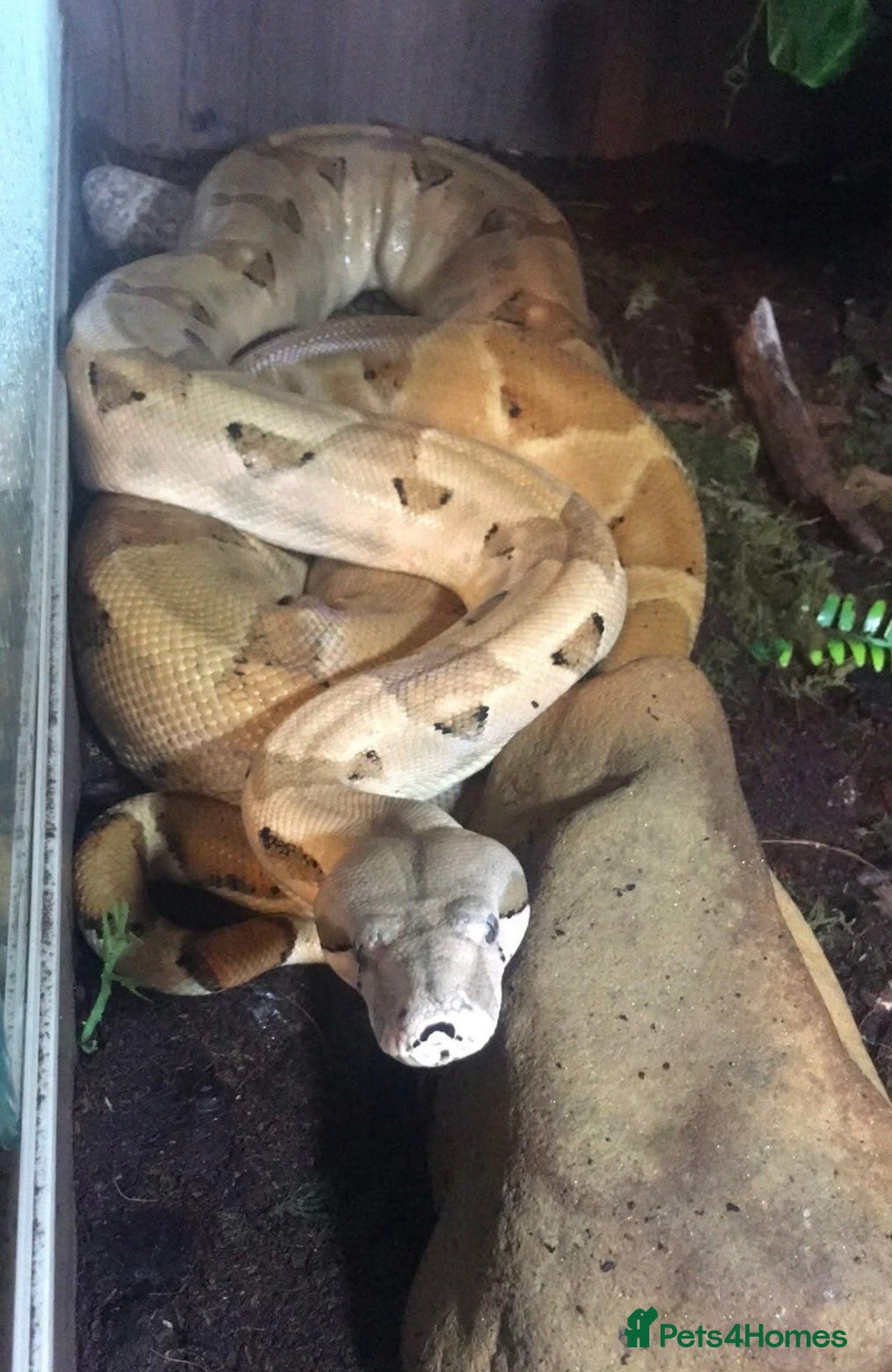 Boa Snake reptiles 6ft salmon female boa  - Advert 2