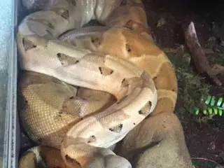 Boa Snake reptiles 6ft salmon female boa - Advert 1