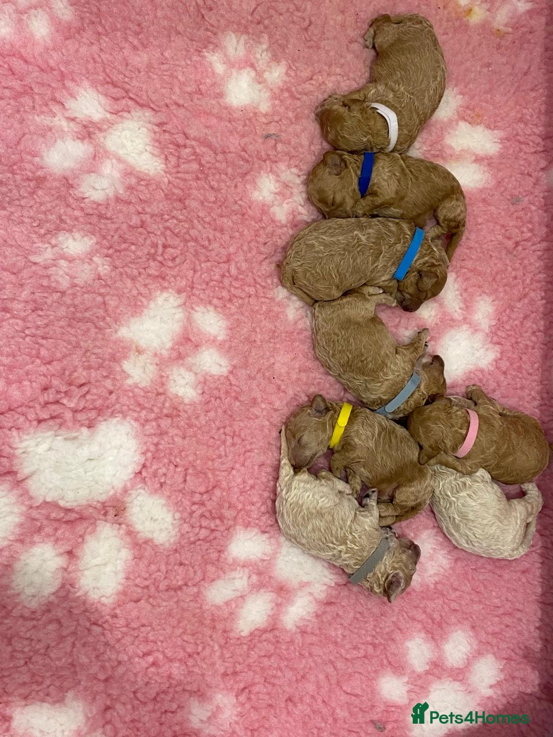 Labradoodle dogs for sale: Multi- Generation Toy/Mini parti Labradoodles   - Advert 3