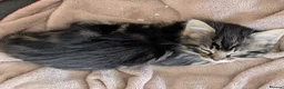 Mixed Breed cats for sale: Gorgeous fluffy tabby kittens! - Advert 17