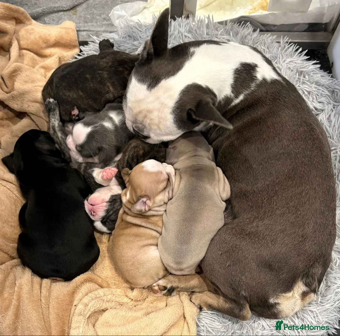 French Bulldog dogs for sale: Beautiful litter of French Bulldog Puppies in Southsea - Advert 2
