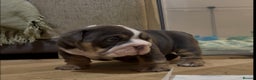 English Bulldog dogs for sale: English bulldog puppies - Advert 26