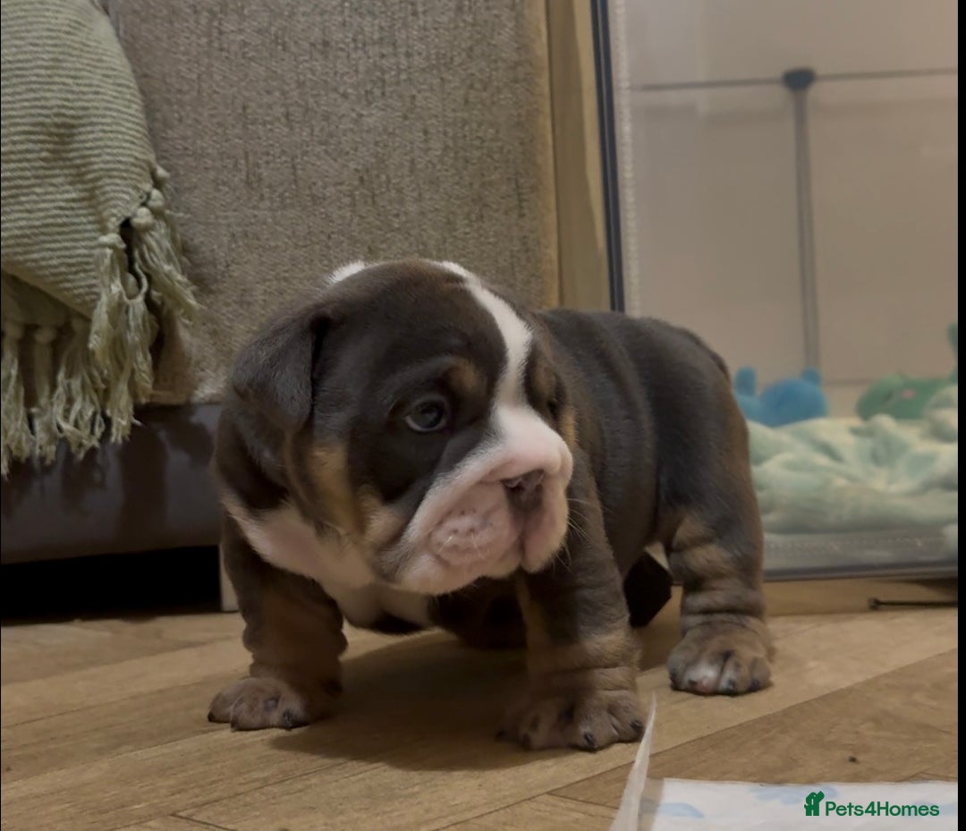 English Bulldog dogs for sale: English bulldog puppies - Advert 26