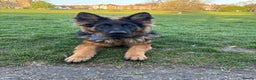 German Shepherd dogs for sale: Rehoming 1 Year Old Male German Shepherd - Advert 32