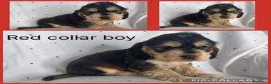 Cocker Spaniel Puppy 4