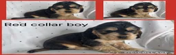 Cocker Spaniel dogs for sale: KC Show Type , Health clear puppies in Doncaster - Advert 7