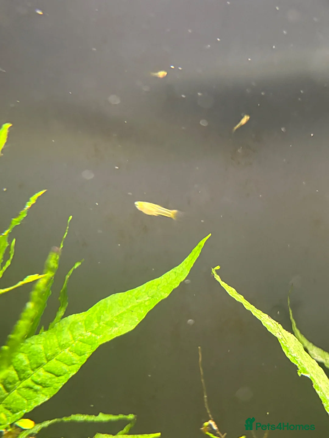 Live Bearers fish for sale: Guppy and Guppy x Endlers in Evesham - Advert 5
