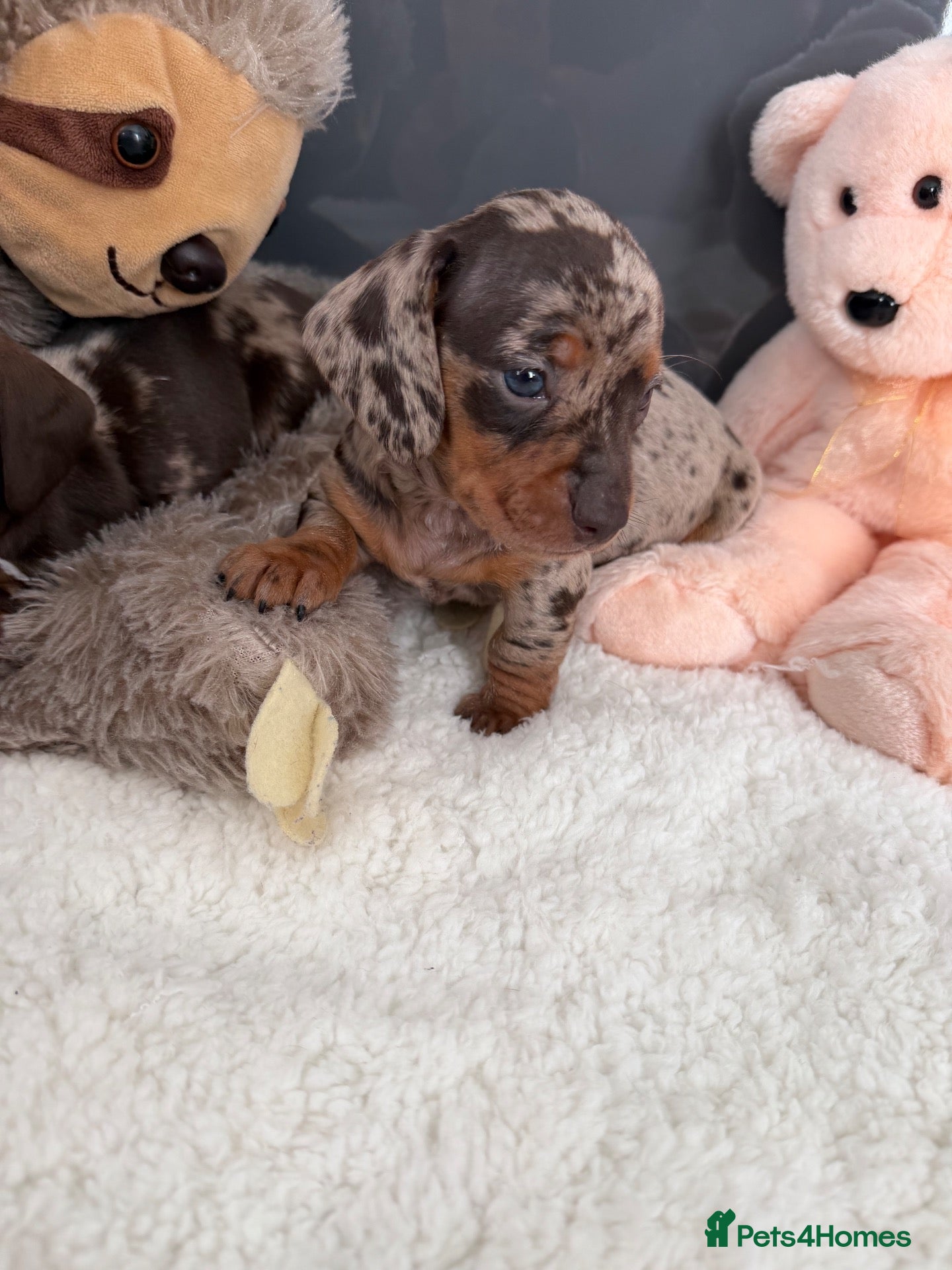 Miniature Dachshund dogs Miniature dachshund puppy’s  - Advert 11