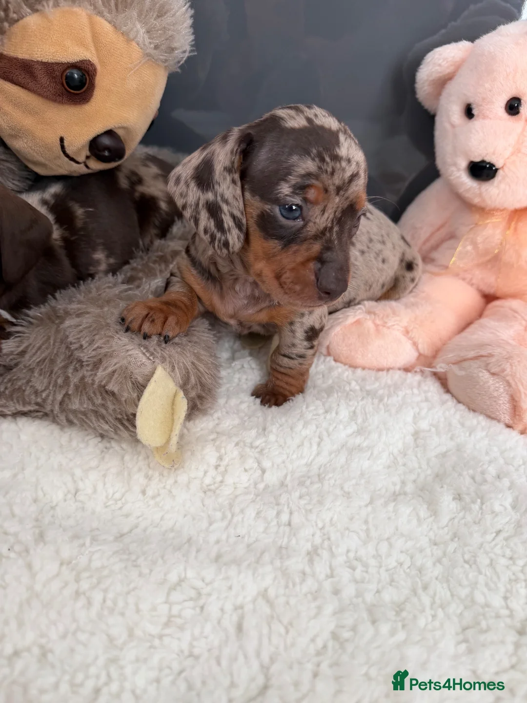 Miniature Dachshund dogs for sale: Miniature dachshund puppy’s  in Bournemouth - Advert 1