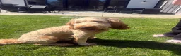 Cockapoo dogs for sale: Beautiful Cockapoo  in Uxbridge - Advert 4