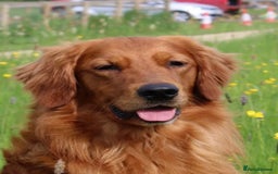 Golden Retriever dogs for sale: Dark Working Golden Retriever puppies  - Image 2