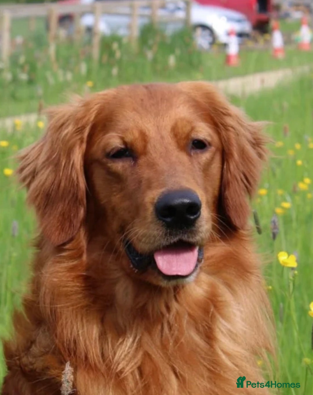 Golden Retriever dogs for sale: Dark Working Golden Retriever puppies  - Image 2