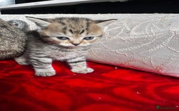 British Shorthair cats for sale: Cutest Tabby British Short Haired Kittens  - Image 16