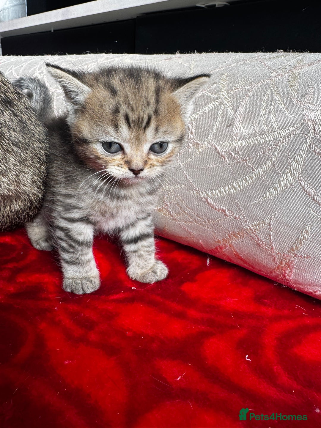 British Shorthair cats for sale: Cutest Tabby British Short Haired Kittens  - Image 16