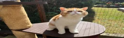 Exotic cats for sale: Gorgeous Red Tabby/White Exotic Boy - Advert 6
