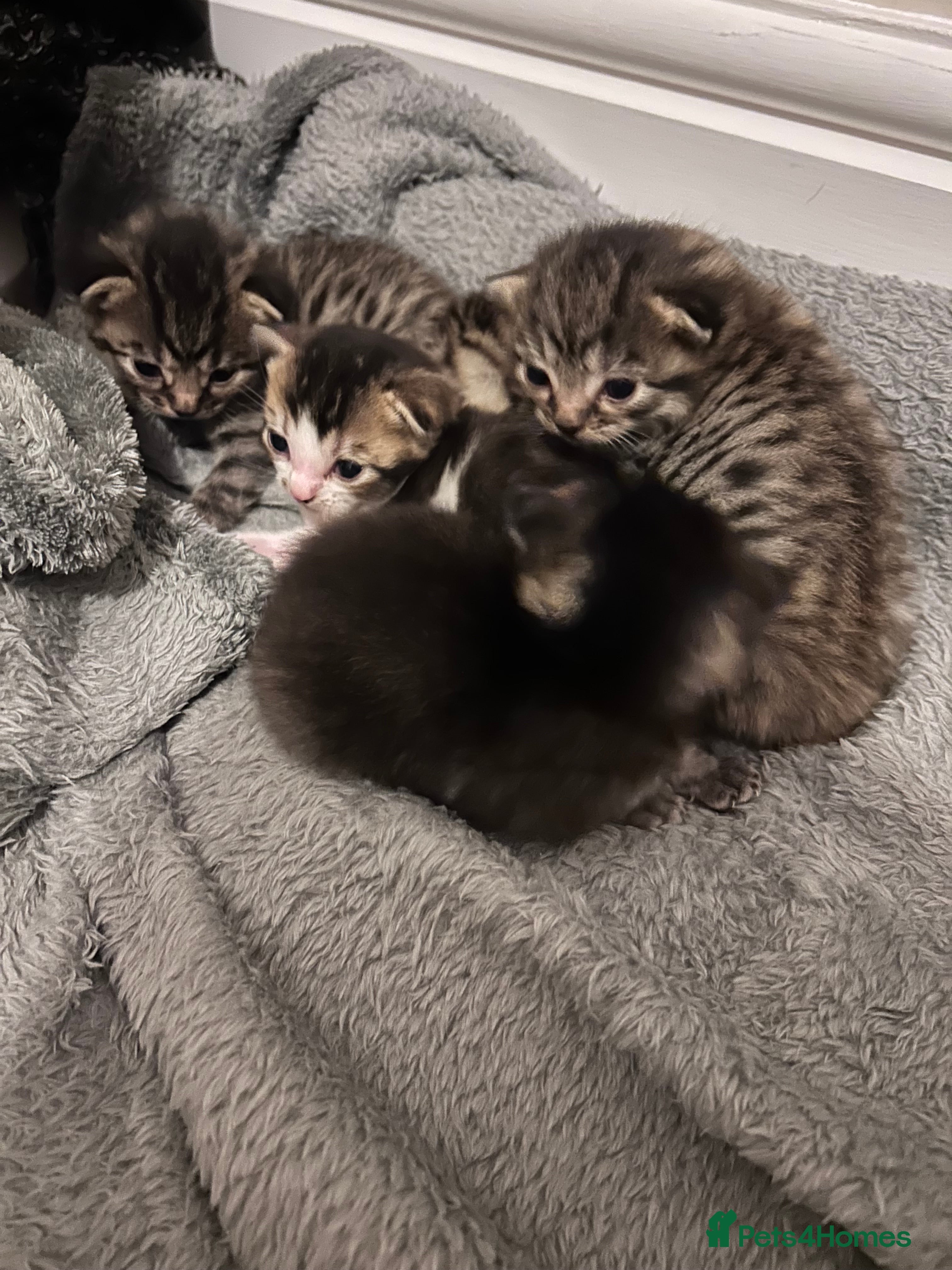 Mixed Breed cats Beautiful Ragdoll mix kittens  - Advert 1