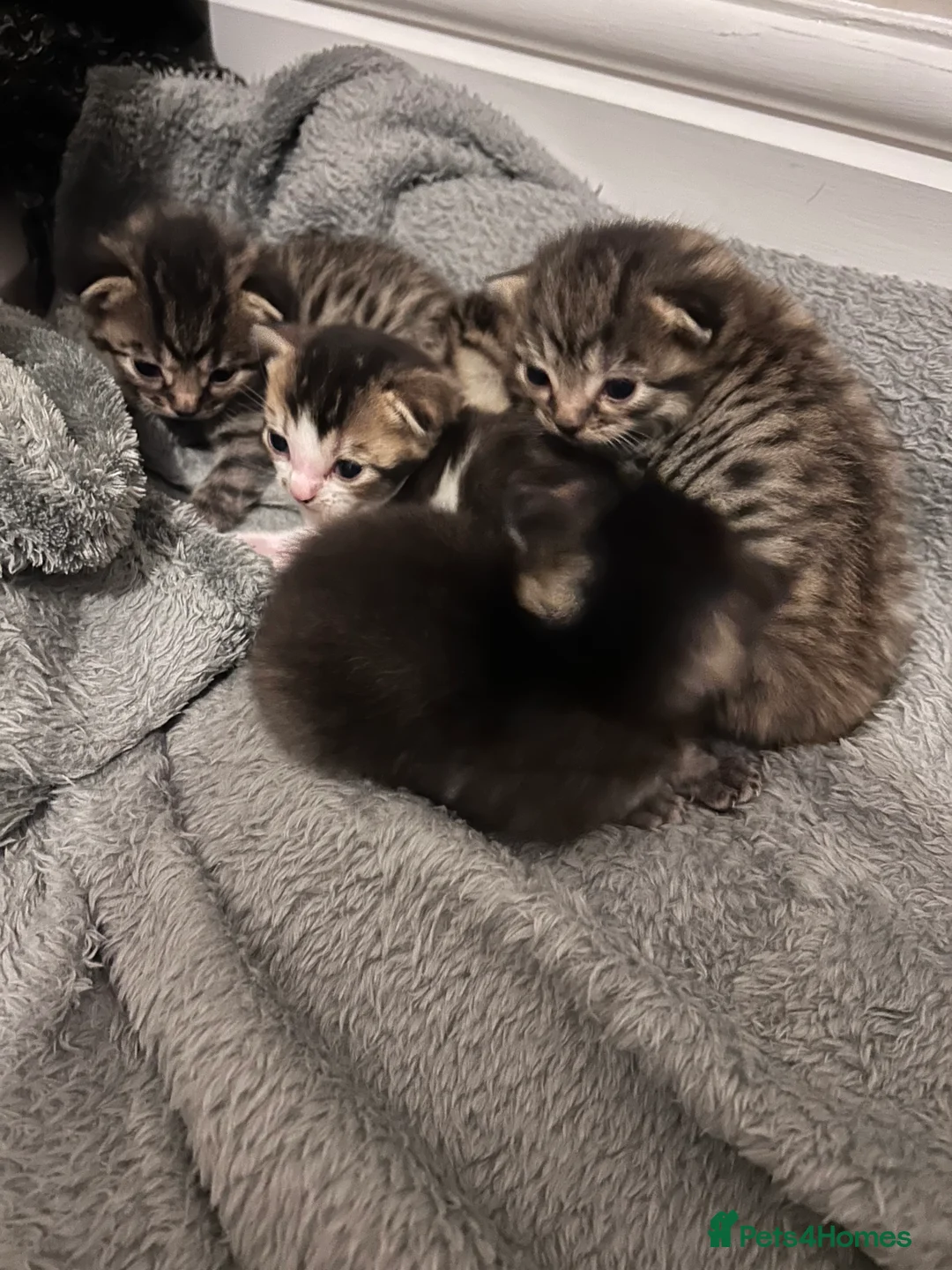 Mixed Breed cats for sale: Beautiful Ragdoll mix kittens  in Withernsea - Advert 1