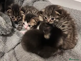 Mixed Breed cats Beautiful Ragdoll mix kittens - Advert 12