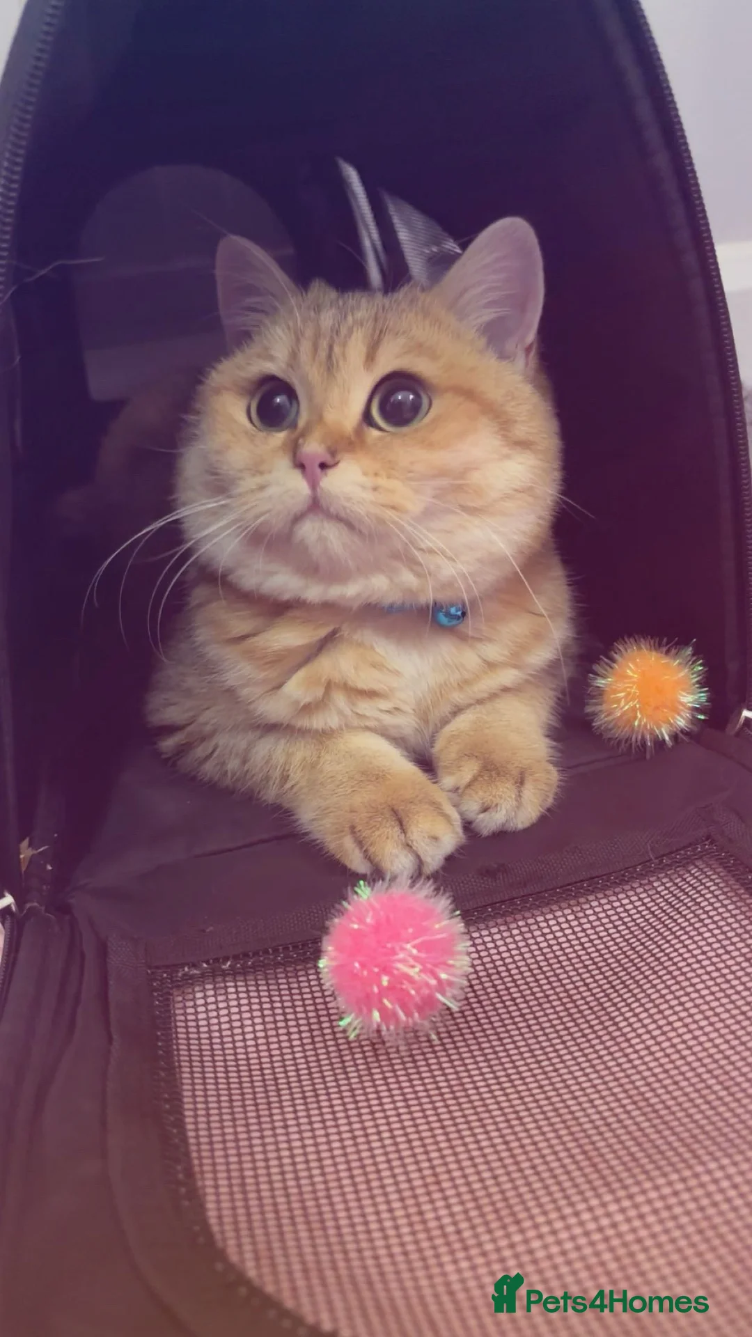 British Shorthair cats for sale: ✨🧡 MALE BRITISH SHORTHAIR 🧡✨ - Advert 2