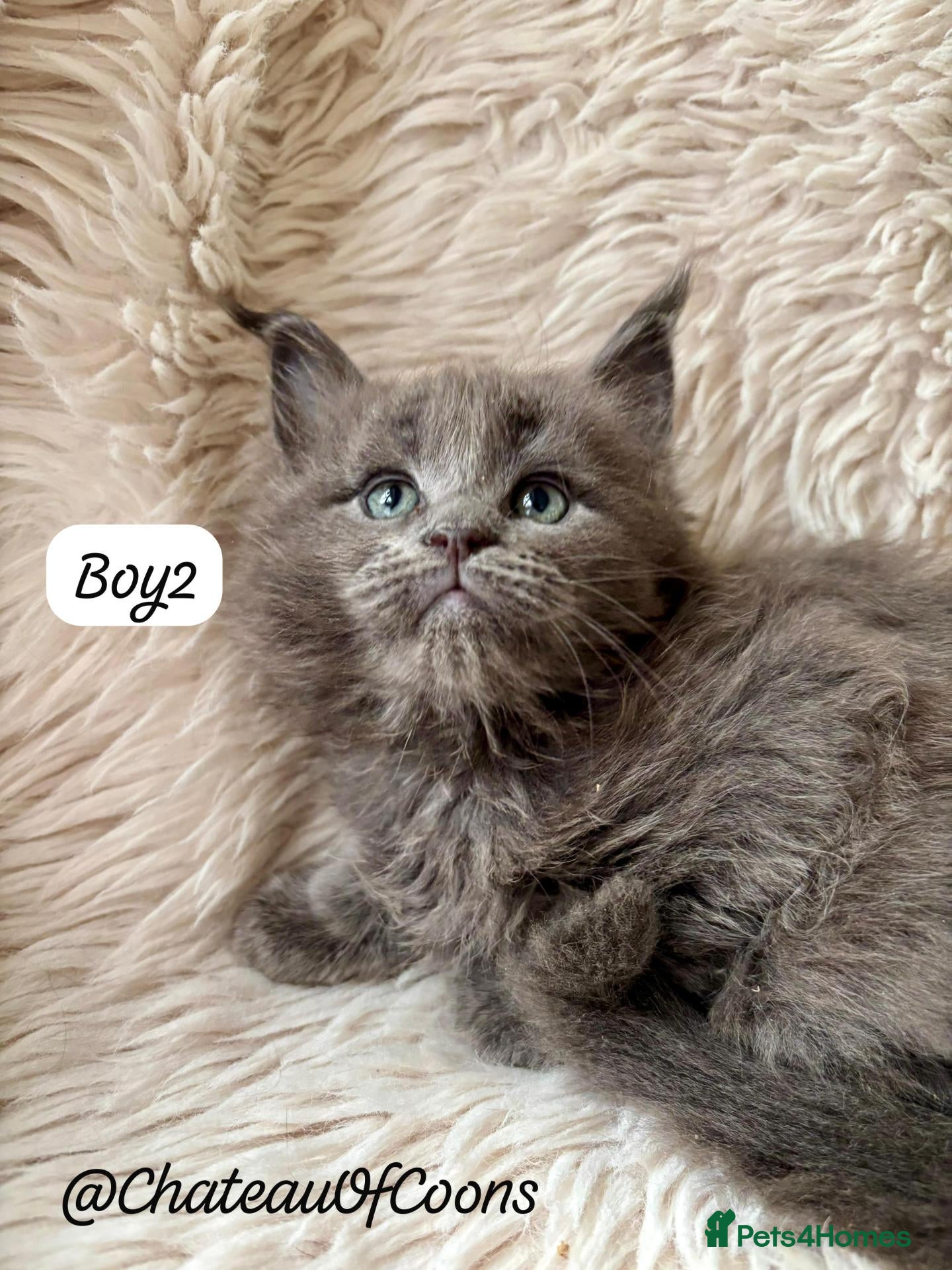 Maine Coon cats Black Smoke Maine Coon Kittens - Registered - Advert 1
