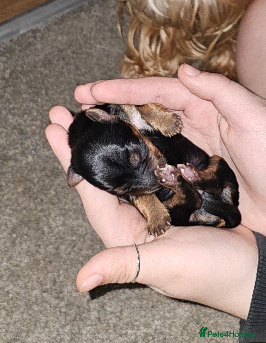 Yorkshire Terrier dogs for sale: Yorkshire terrier  - Advert 22