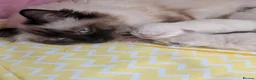 Ragdoll cats for sale: 💛GCCF Registered 💛Ragdoll kittens   - Advert 8