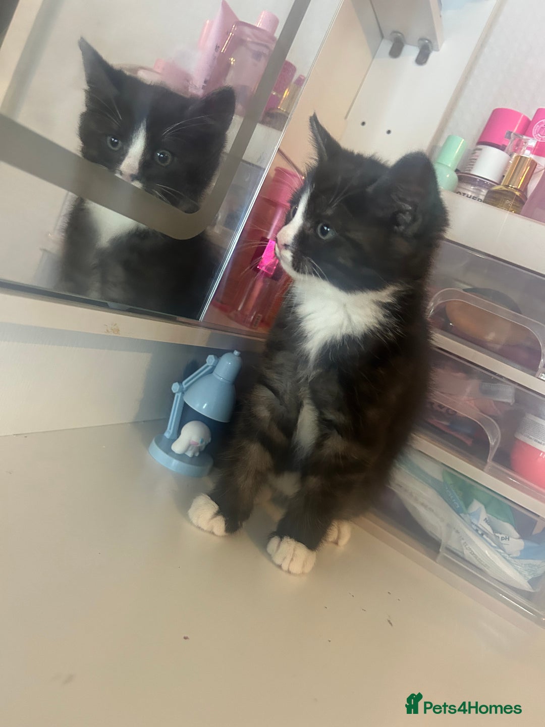 Mixed Breed cats for sale: Beautiful kittens  - Advert 5