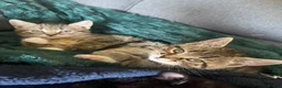Mixed Breed cats for sale: Kittens  - Advert 2