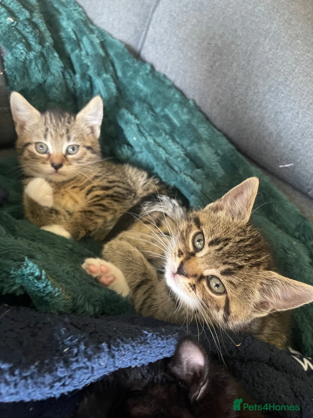 Mixed Breed cats for sale: Kittens  - Advert 2
