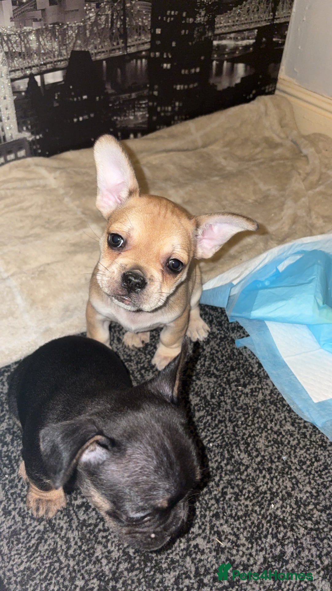 French Bulldog dogs for sale: French bulldog cross puppies  - Advert 6