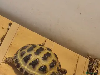 Tortoise reptiles 2 horsefair tortoise and full set up in Leicester - Advert 17