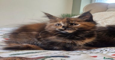 Maine Coon cats - Advert 14