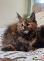 Maine Coon cats - Advert 5