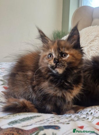 Maine Coon cats - Advert 8