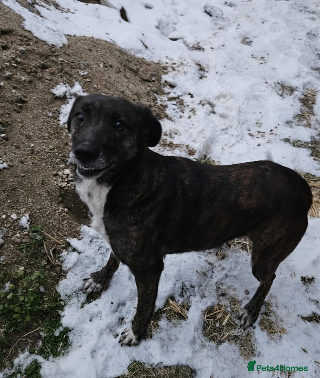 Mixed Breed dogs for adoption: LOLA – Gentle Soul, Bright Eyes & Pure Devotion🤍 - Advert 15
