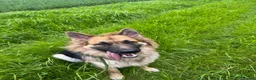 Golden Shepherd dogs for sale: Gorgeous Golden Shepherd Puppies.  in Harleston - Advert 3